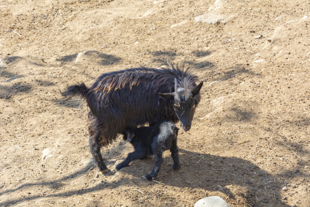 动物园的鸟舍里有一只黑山羊和一只山羊。动物王国的母性关怀。图片下载