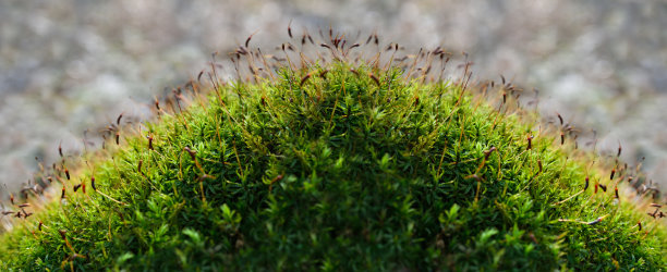 幼小的，绿色的苔藓在森林中近距离观察图片下载