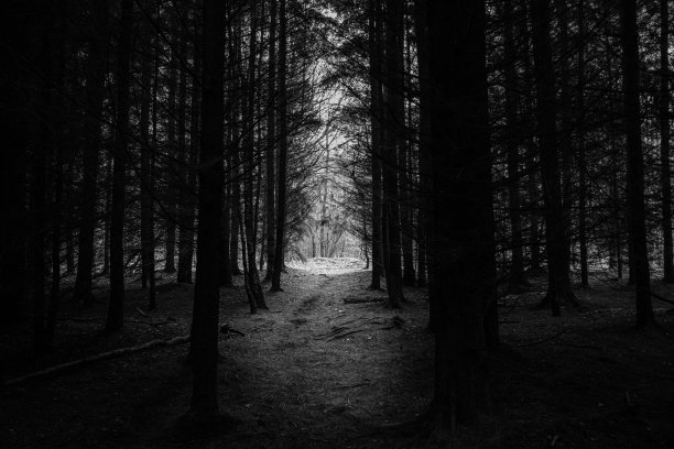 走出树林的小路图片下载