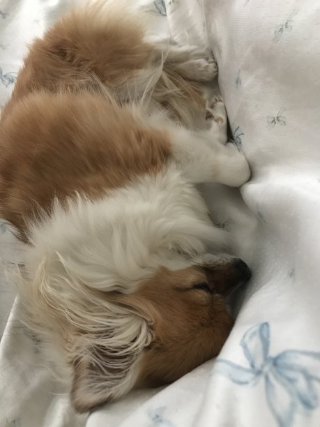 我去睡觉图片下载