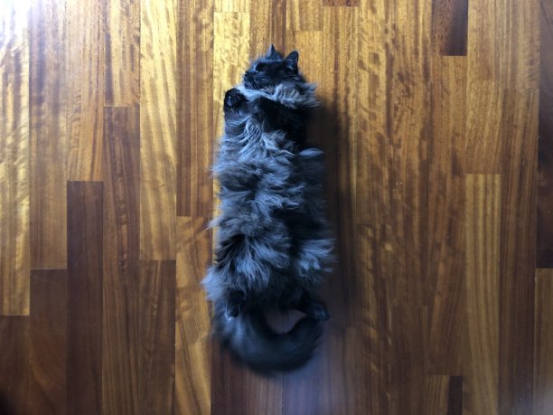 睡觉的猫不吃鱼图片下载