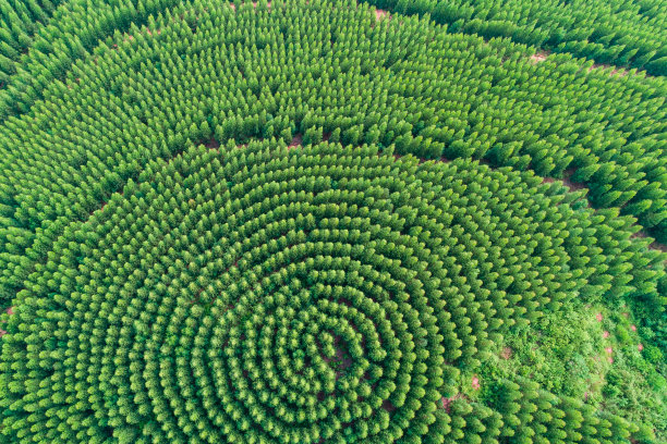 鸟瞰图夏季绿树在森林图片下载