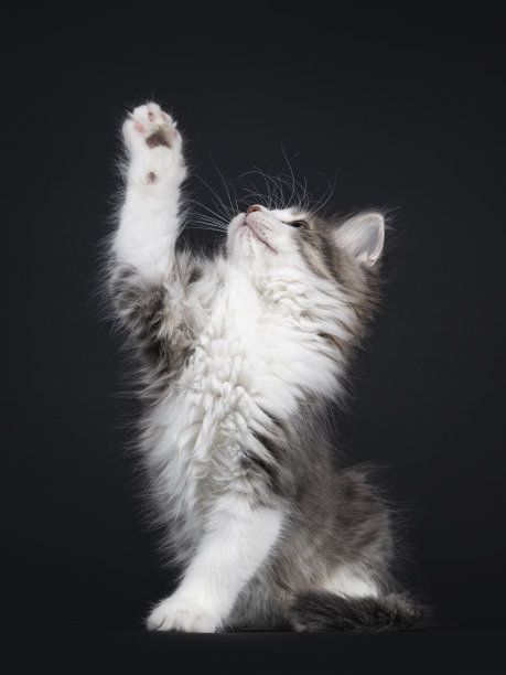 黑色背景上的西伯利亚小猫图片下载