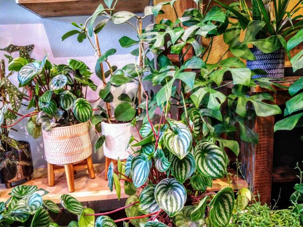 漂亮的植物图片下载