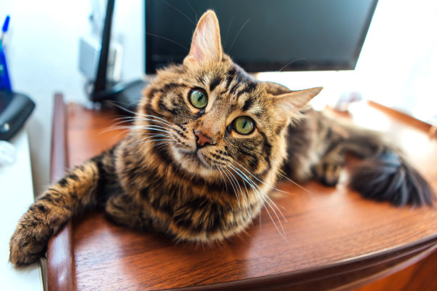 长毛孟加拉猫躺在桌子上图片下载