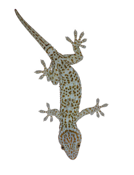 壁虎在一个单独的白色背景图片下载