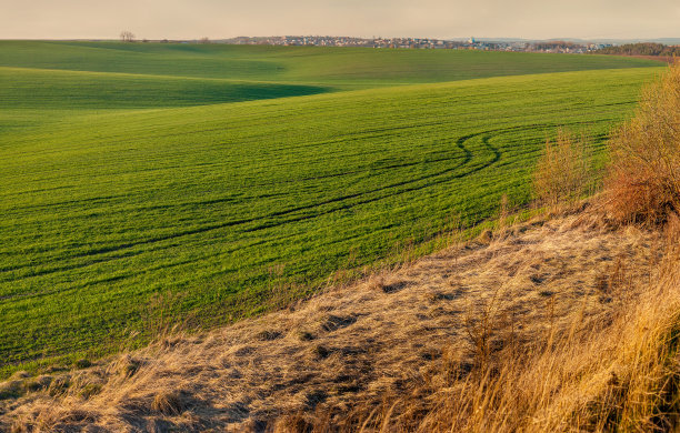 春天，波浪起伏的田野上长着成行的冬季作物，路边长着枯黄的草图片下载