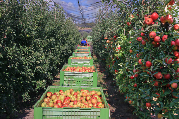 苹果在收获后放在盒子里运输到冷库图片下载