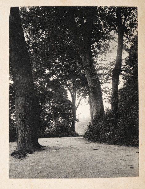 林地景色的复古照片，维多利亚，没有人，树木，1890年代，19世纪图片下载