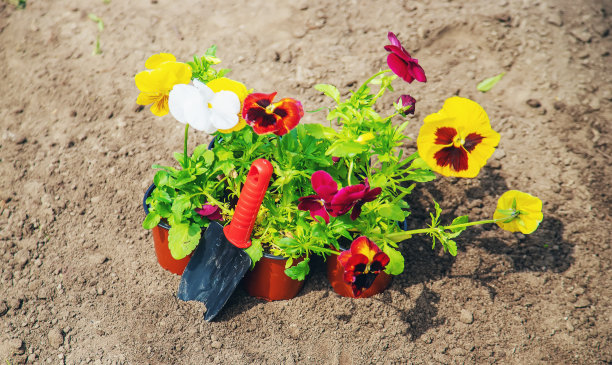 在花园里种花。有选择性的重点。图片下载