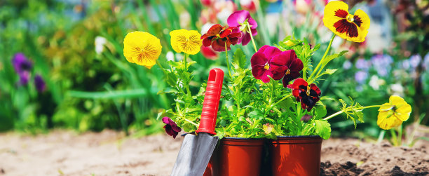 在花园里种花。有选择性的重点。图片下载
