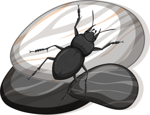 在白色背景上的石头上龟科俯视图图片下载