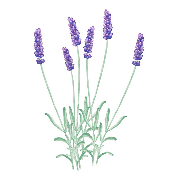 薰衣草水彩图片下载