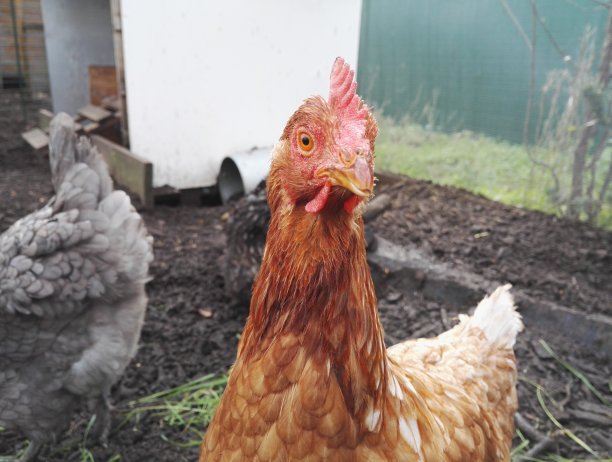 红母鸡，母鸡在她的鸡舍里盯着我们图片下载