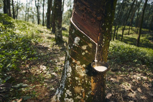 从橡胶树中收集天然乳胶图片下载