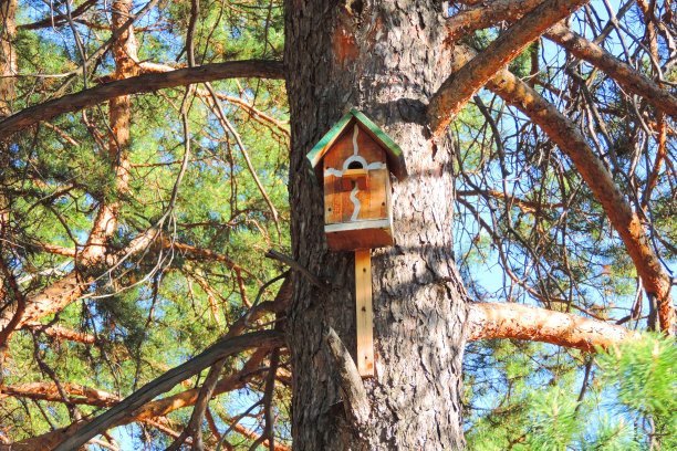 松树上可爱的鸟窝，春天图片下载