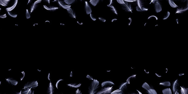 羽毛的概念。白色柔和的天使羽毛特写纹理落在黑暗的背景图案摄影。艺术形象优雅，表现自然的脆弱。图片下载