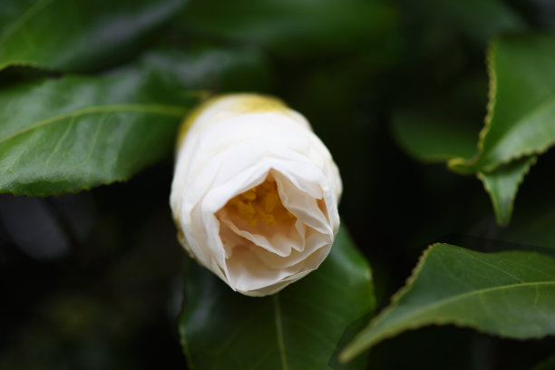 山茶花的芽与复制空间图片下载