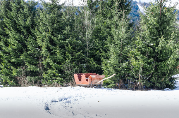 冬天森林里的旧马车图片下载