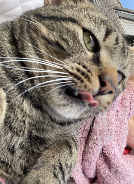 He-Cat汤姆图片下载