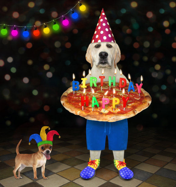 狗小丑在派对2举行节日披萨图片下载