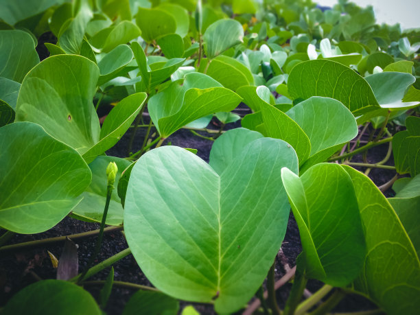 新鲜的绿叶牵牛花或番石榴匍匐藤海滩植物图片下载