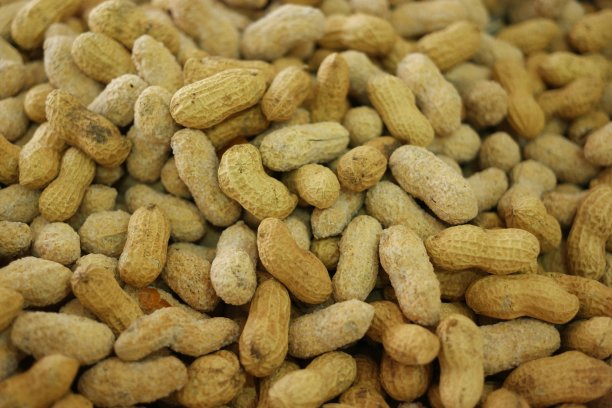 一堆带壳的花生凑过来。图片下载