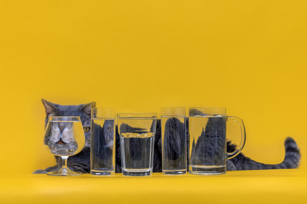 满杯水黄色背景下的猫的滑稽心情图片下载