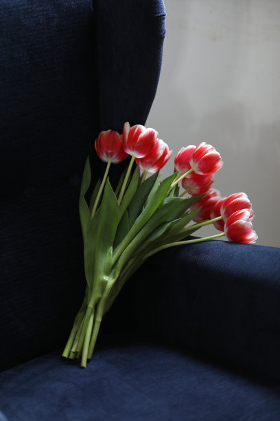 蓝色扶手椅上放着一束美丽的双色郁金香。图片下载