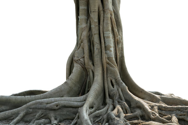图像的树和根隔离白色背景图片下载