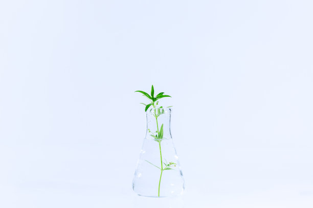 植物在营养培养基中生长的试管竖立在实验室试管适配器上，白色背景上留有文本拷贝空间图片下载