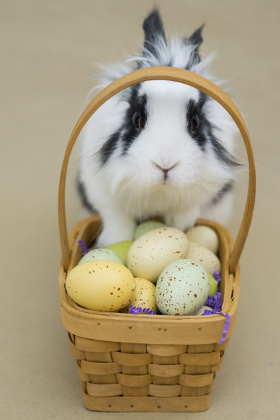 可爱的蛋检查员图片下载