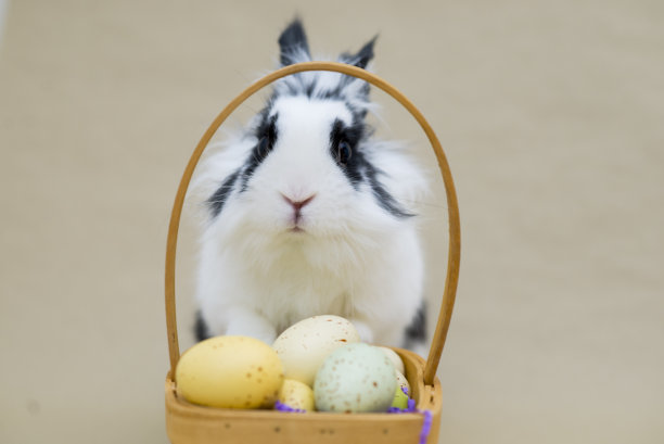 蛋窥探图片下载