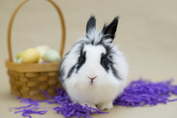 复活节的早晨图片下载