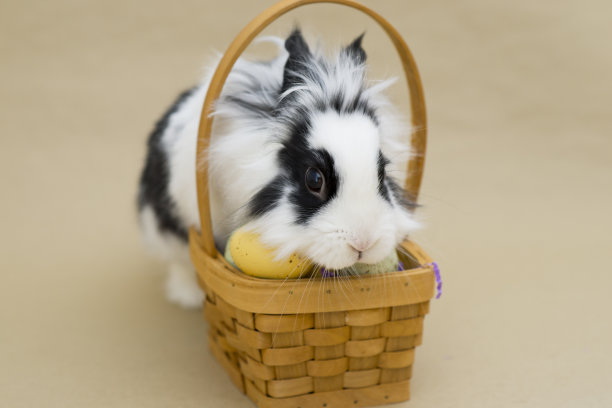 兔子和复活节彩蛋在篮子里图片下载