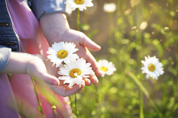 模糊的小女孩手中握着雏菊的库存照片图片下载