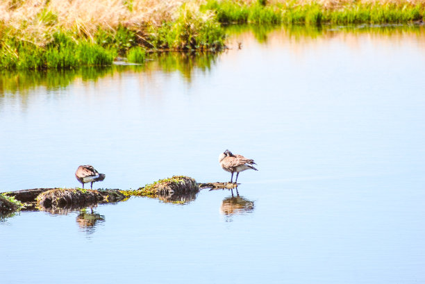 阿拉斯加安克雷奇附近波特沼泽的加拿大鹅图片下载