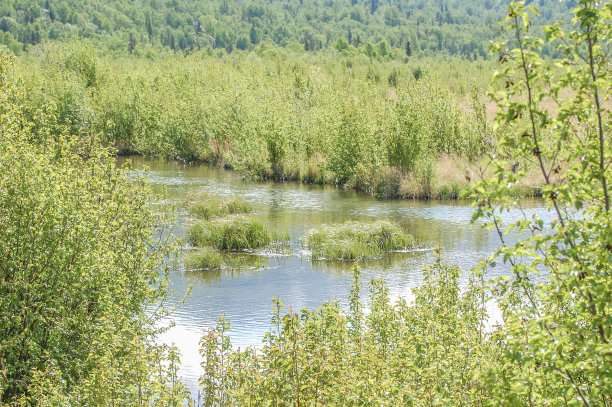 鸟类和湿地保护区-波特沼泽附近的安克雷奇，阿拉斯加图片下载