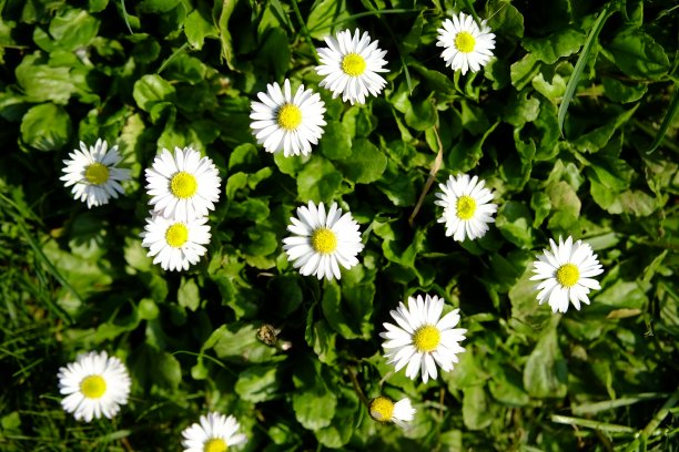 花园里的雏菊图片下载