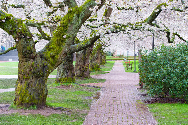 华盛顿大学樱花盛开图片下载