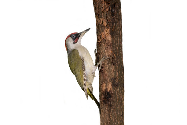 欧洲绿啄木鸟图片下载