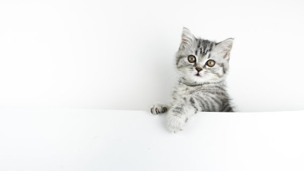 小苏格兰直猫的脸和爪子好奇地从后面的白色背景与复制空间。图片下载