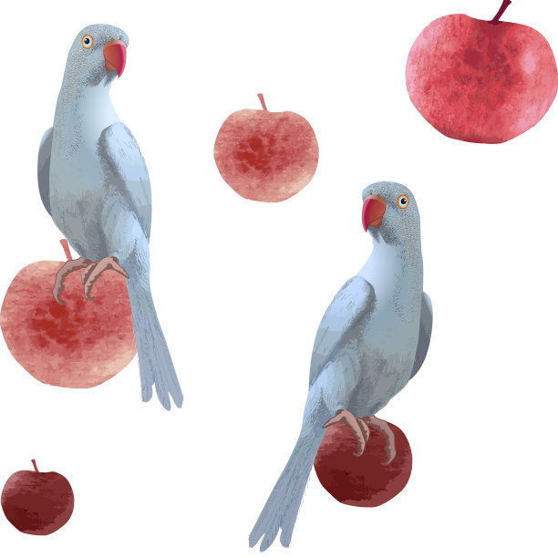 蓝色鹦鹉和红色苹果无缝图案上的白色背景图片下载