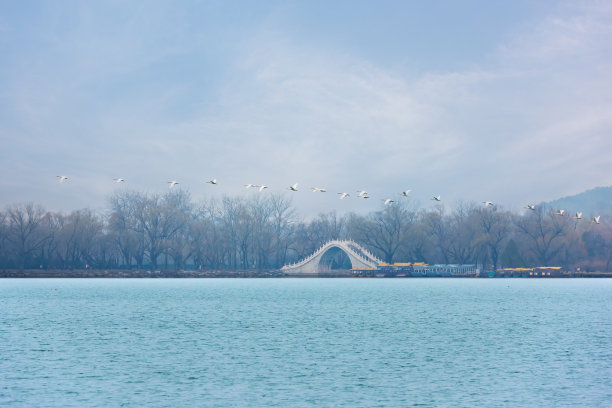 北京颐和园昆明湖上展翅的白天鹅图片下载