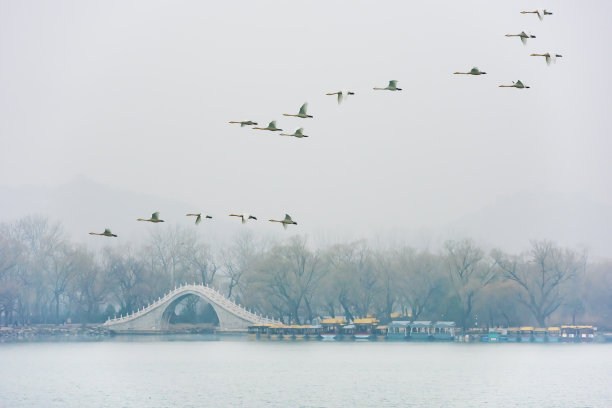 北京颐和园昆明湖上展翅的白天鹅素材图片
