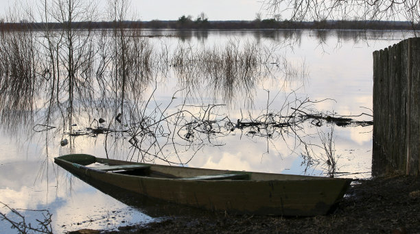 春天河水泛滥，白桦树在水中图片下载