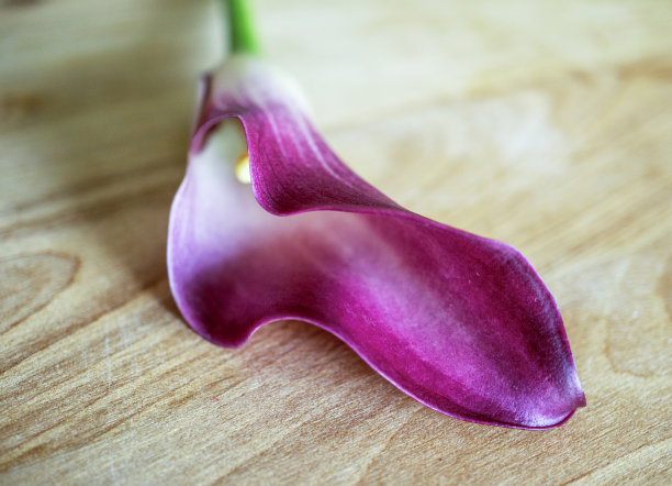 紫色马蹄莲孤立在木头上，宏观图片下载