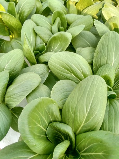 新鲜水培可口可乐图片下载