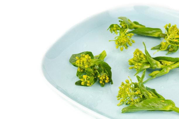 白色背景上的油菜花图片下载