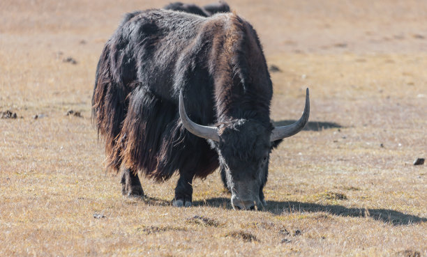 一只亚洲牦牛在山上的牧场上吃草。图片下载